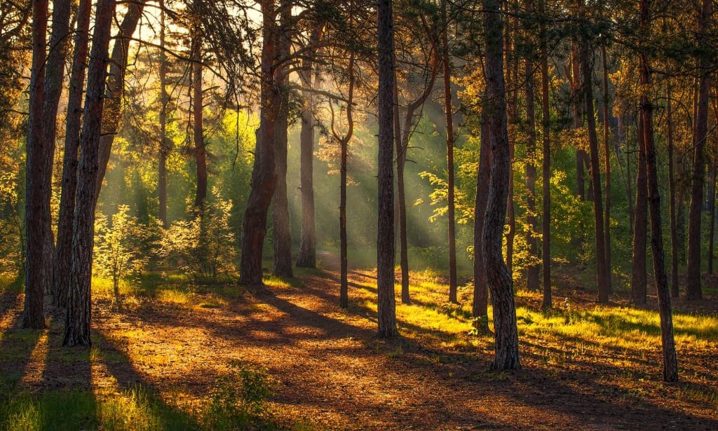 Waldpflege in Niederösterreih