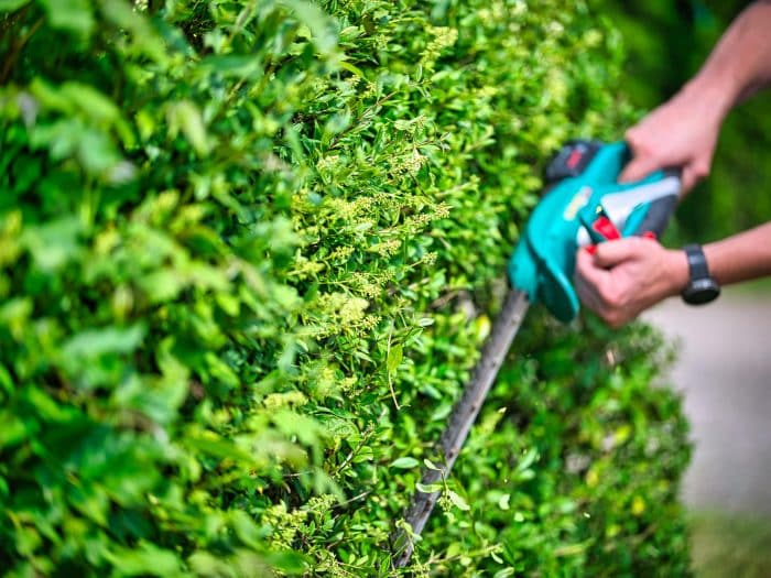 Hecken- und Strauchschnitt