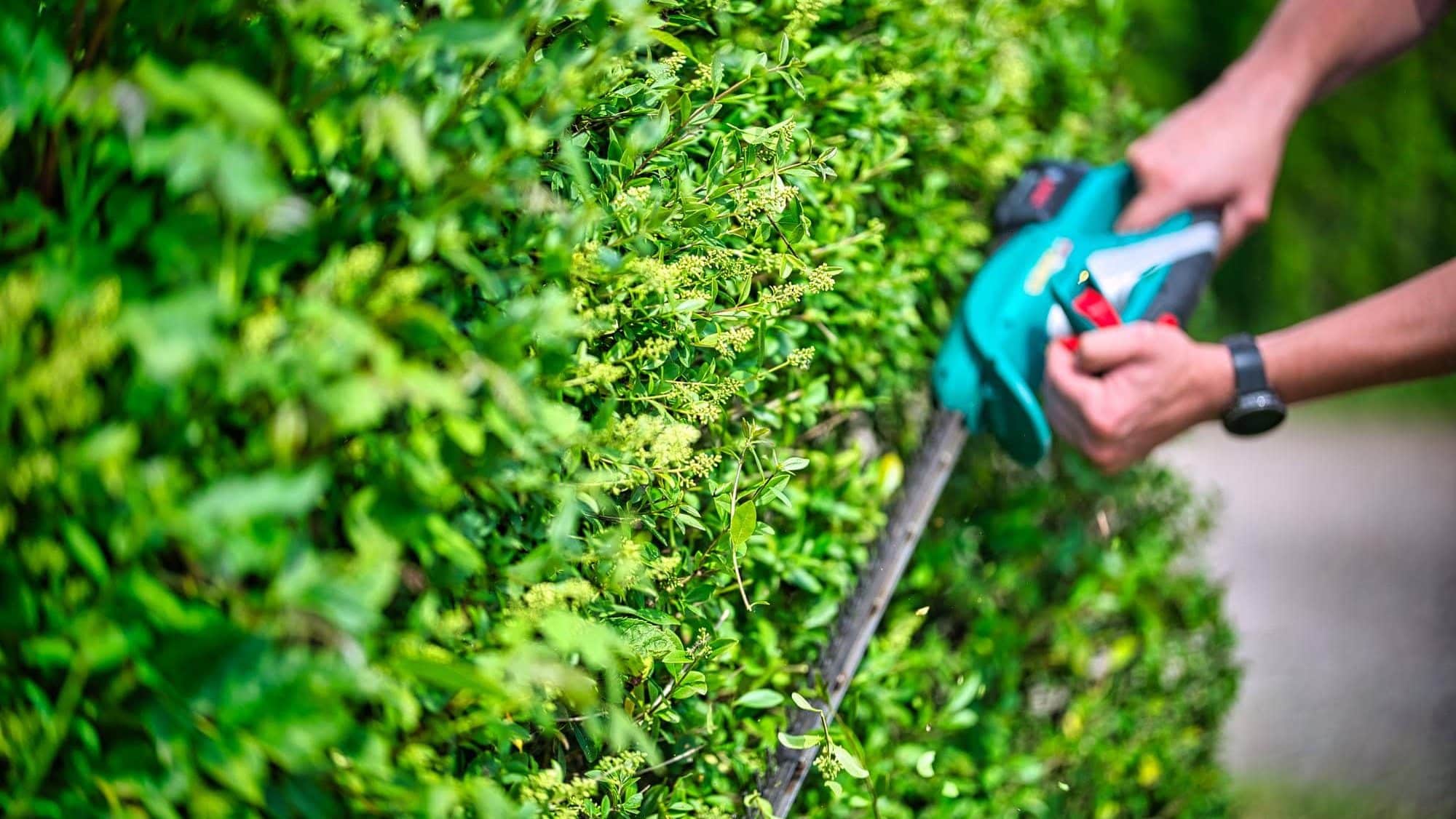 Hecken- und Strauchschnitt