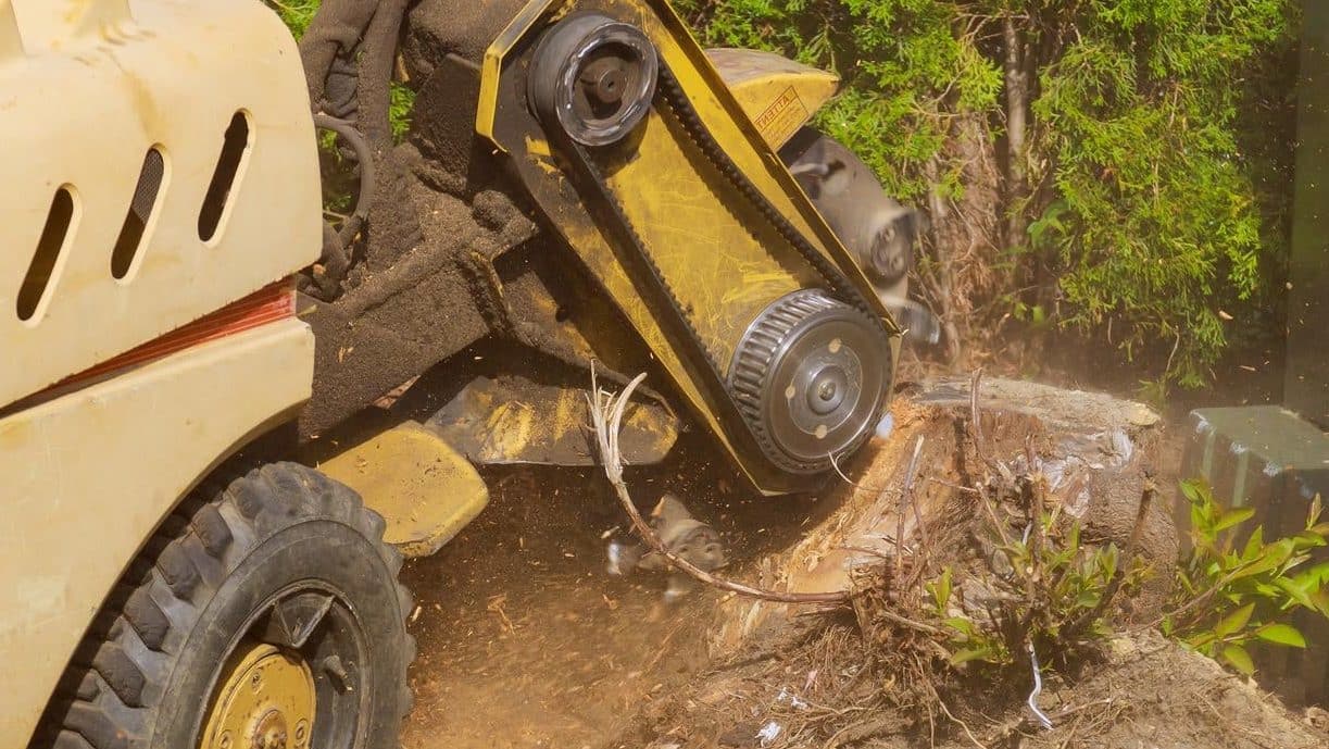 Wurzelstockentfernung